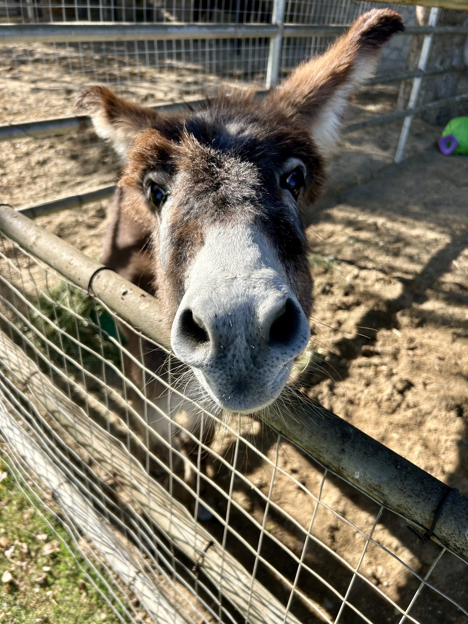 Eddie looking toward the camera over a fence, with upright ears, a fluffy brown forehead and a pale muzzle